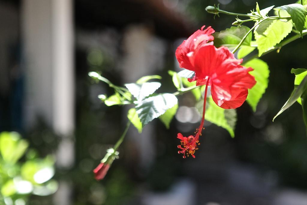 Encanto Das Flores Praia de Pipa Dış mekan fotoğraf