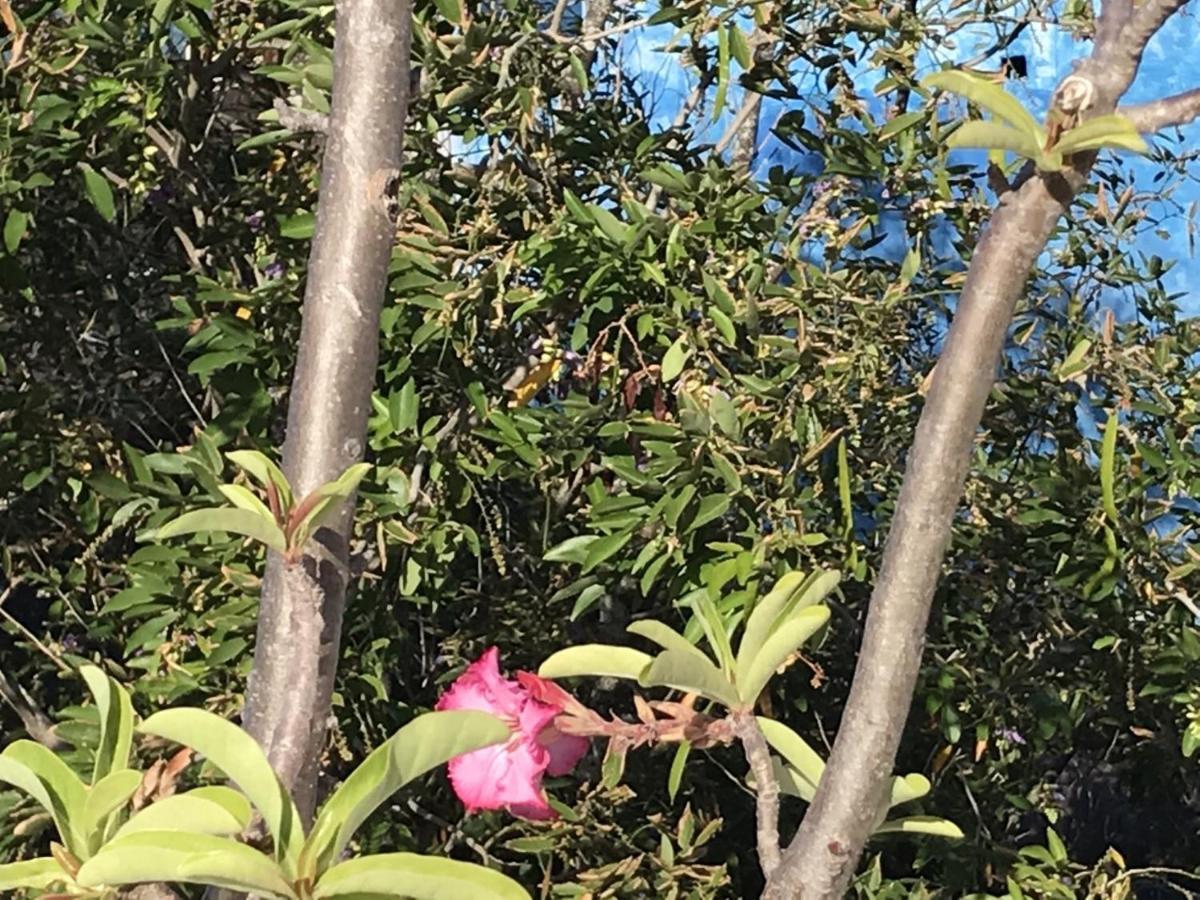 Encanto Das Flores Praia de Pipa Dış mekan fotoğraf