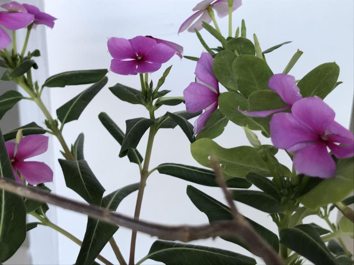Encanto Das Flores Praia de Pipa Dış mekan fotoğraf